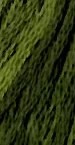 Green with Envy 0196