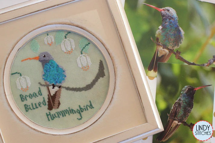 Broad Billed Hummingbird