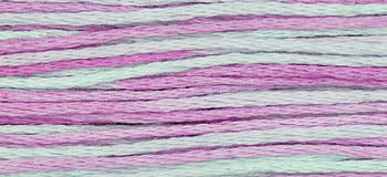 Blue Aster-2306