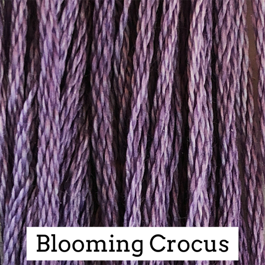 Blooming Crocus 032
