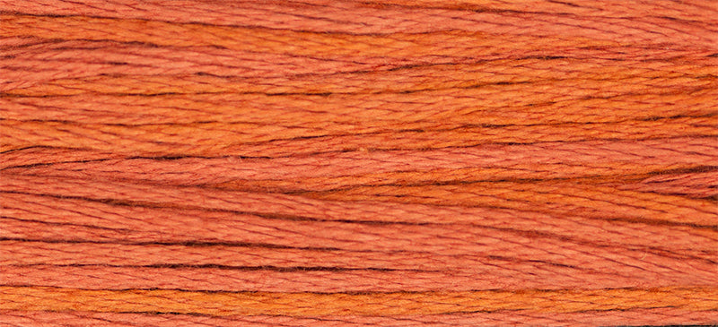 Chrysanthemum 2241