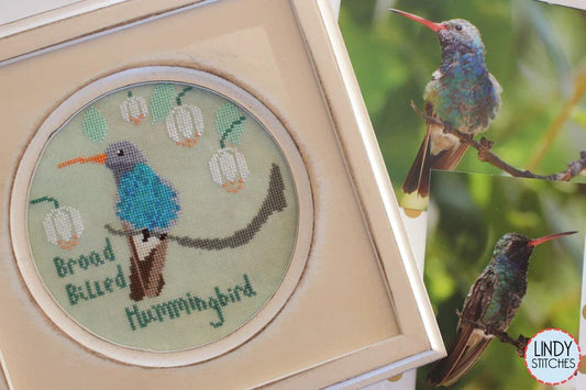 Broad Billed Hummingbird