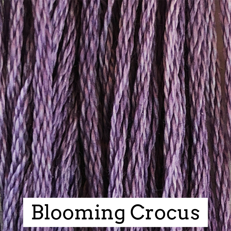 Blooming Crocus 032